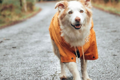 Winter Pet Care: How To Keep Your Dog Happy During the Colder Months