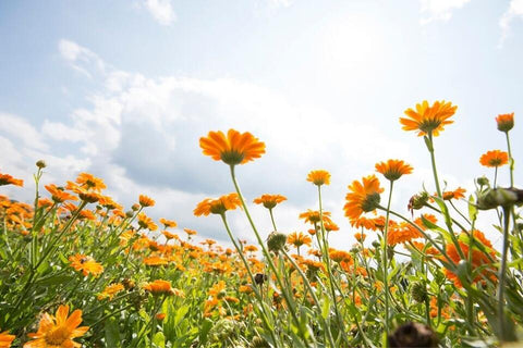 Ingredient Spotlight: Benefits of Calendula For Baby Skin & Eczema