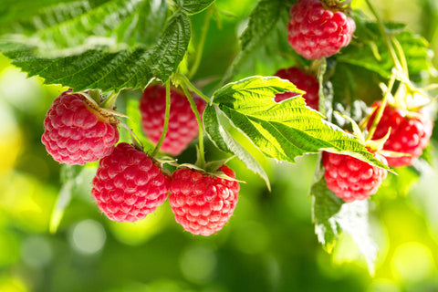 The Benefits of Raspberry Seed Oil