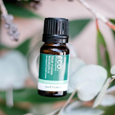 ECO. Modern Essentials Australian Eucalyptus (Blue Mallee) Pure Essential Oil